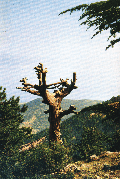 Ervis Cela